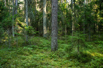 An aged coniferous forest on a late summer evening in Northern Latvia, Europe © adamikarl
