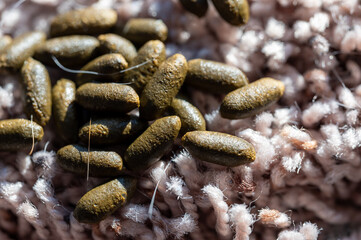 Rodent guinea pig granular poop pellets on residential carpet.