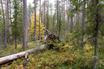 A pristine mixed taiga woodland with deadwood on forest floor on an autumn evening in Oulanka...