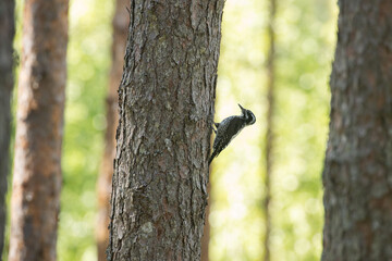 Male Three-toed woodpecker searching food on a Pine tree trunk in a summery managed forest in Estonia, Northern Europe