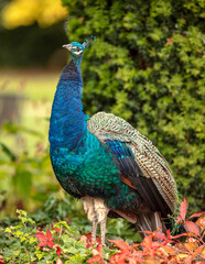 Obraz premium peacock with feathers in early autumn