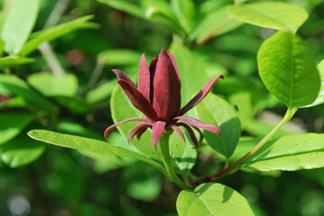 Fototapeta na wymiar Calycanthus floridus, or commonly known as the eastern sweetshrub, Carolina all spice, or spice bush