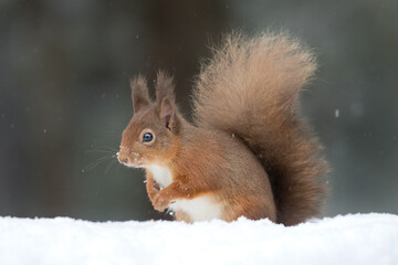 Red Squirrel (Sciurus vulgaris)