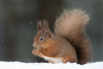 Red Squirrel (Sciurus vulgaris)	