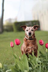 Hund und Tulpen