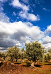 Original name(s): شجرة زيتون جبل المجدل المباركة - الاردن- Trees of al- majdal area - Jordan