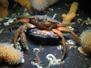 Love in the Norwegian fjords - Mating crabs 