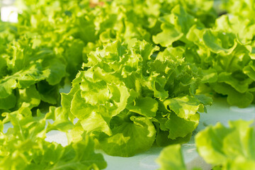 Green oak vegetable salad planed with hydoponics method.