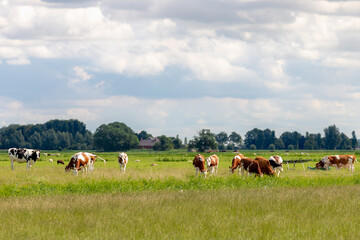 A group of Dutch cows (orange, white and black) eating fresh green grass meadow, Holland typical polder landscape in summer, Open farm with dairy cattle on the field in countryside farm, Netherlands.