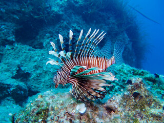 Pterois miles from Cyprus 