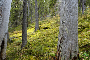 Standing dead trees in a primeval forest in Närängänvaara near Kuusamo, Northern Finland