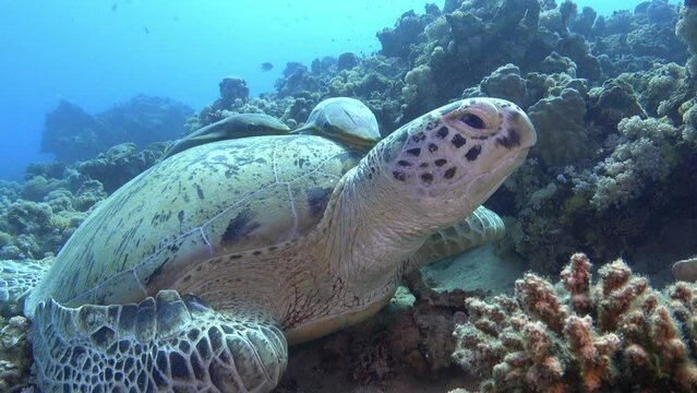 Nature underwater - Sea Turtle with remora fish on hs shell