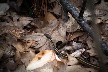 Ribbon Snake