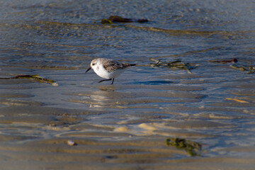 Sanderling