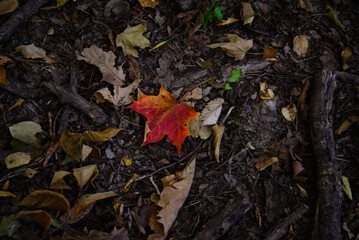 Fall Landscape