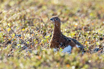 An alert Willow ptarmigan standing still on a rocky ground on an autumn day in Urho Kekkonen National Park, Northern Finland	