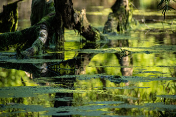 Swamp Reflection