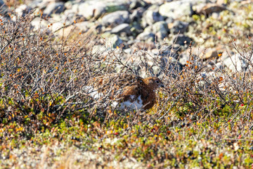 Willow ptarmigan walking on a rocky ground and feeding on an autumn day in Urho Kekkonen National Park, Northern Finland	