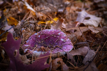 Purple Mushroom