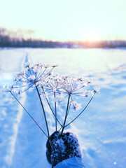 Winter background with dry flowers covered snow crystals of hoarfrost. winter season, frosty cold weather. beautiful winter landscape with frozen grass in hand. Christmas, New Year - obrazy, fototapety, plakaty