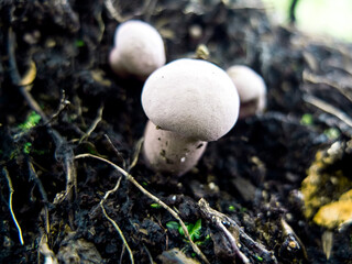 White Button Mushroom on a Muddy Ground After a Rain Storm