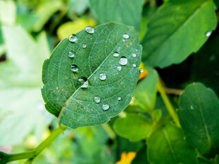 Green Leaf With Water Drops On It And A Greenary Background