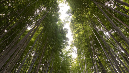 Fototapeta premium 竹藪の天の川