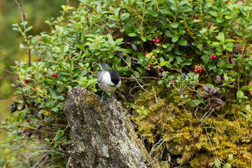 Active Willow tit perched on an old wood in an old forest in Valtavaara near Kuusamo, Northern Finland