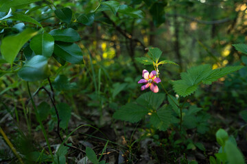 Close-up of an Arctic bramble flower on a summer evening in Northern Finland	