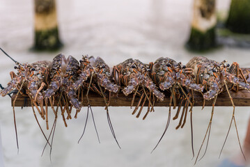 Raw Lobster on the beach. Ready to be cooked
