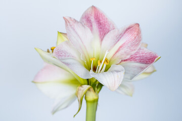Flowering apple blossom amaryllis houseplant. Several pink and white blooms. White background.