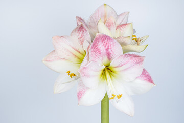 Naklejka premium Flowering apple blossom amaryllis houseplant. Several pink and white blooms. White background.