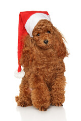 Poodle puppy in red Santa hat on white background