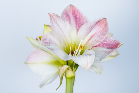 Flowering apple blossom amaryllis houseplant. Several pink and white blooms. White background.