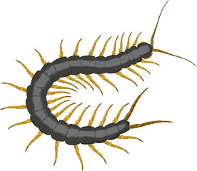 poisonus scolopendra. Dangerous rainforest insect. Vector illustration