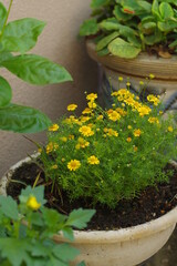 Fototapeta na wymiar 鉢植えの黄色い小さな花