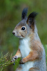 Close-up of a Red-squirrel standing in an autumnal boreal forest in Estonia, Northern Europe