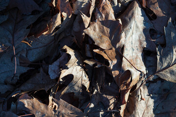 leaves on the ground