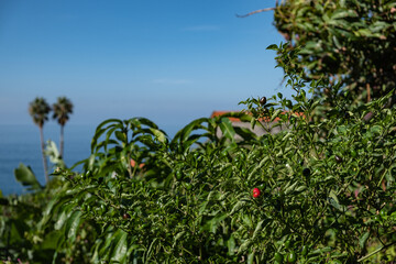 Biologic plantation near the sea - Madeira Island, Fajã dos Padres