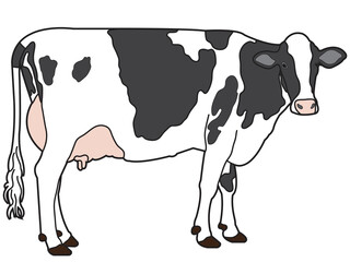 Cow in flat design on white background