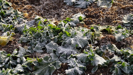 Close-up of frost leaves of green autumn winter rape plants. Early morning in late autumn