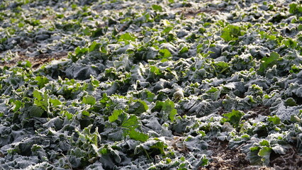 Rape plants in a field on a cold winter morning. ice and frost on canola leaves, rapeseed field after harvest. Frost field of green autumn winter rape plants