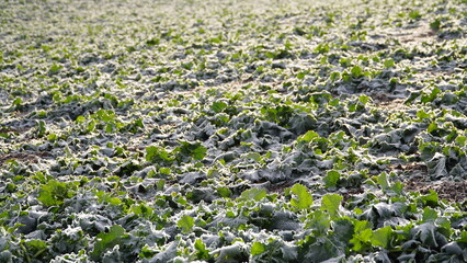 ice and frost on canola leaves, rapeseed field after harvest. Frost field of green autumn winter rape plants