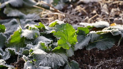 ice and frost on canola leaves, rapeseed field after harvest. Frost field of green autumn winter rape plants