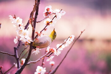 春の梅と可愛いメジロ
