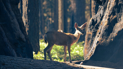 Mule Deer in Sequoia National Park