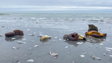Fototapeta na wymiar beach debris