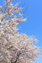 晴天での桜並木「兵庫県」