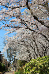 晴天での桜並木「兵庫県」