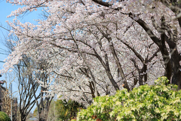晴天での桜並木「兵庫県」